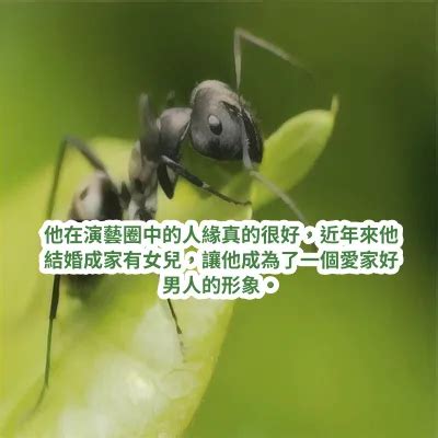 夢見螞蟻在牆上|伊本·西林（Ibn Sirin）夢見牆上有螞蟻的解夢